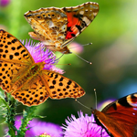 cc攻击免费网页版